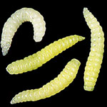 Wasp Grubs