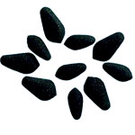 Foam Bodies - FOA