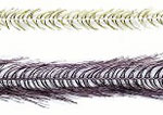 Tri Lobal Hackle Pure